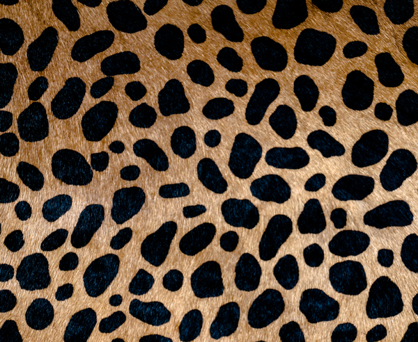 Clare V. Flat Clutch in Leopard Hair Clare V. Flat Clutch in Leopard Hair