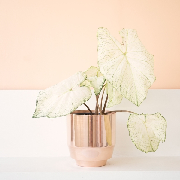 YIELD DESIGN COPPER SPUN PLANTER YIELD DESIGN COPPER SPUN PLANTER